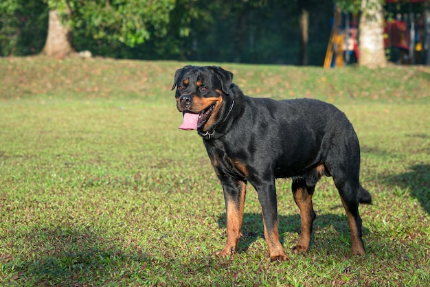 Rottweilerhond die zich op gebied bevindt