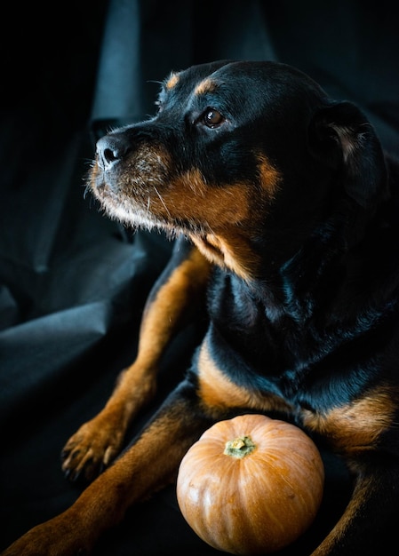 Rottweilerhond met een halloween-pompoen.