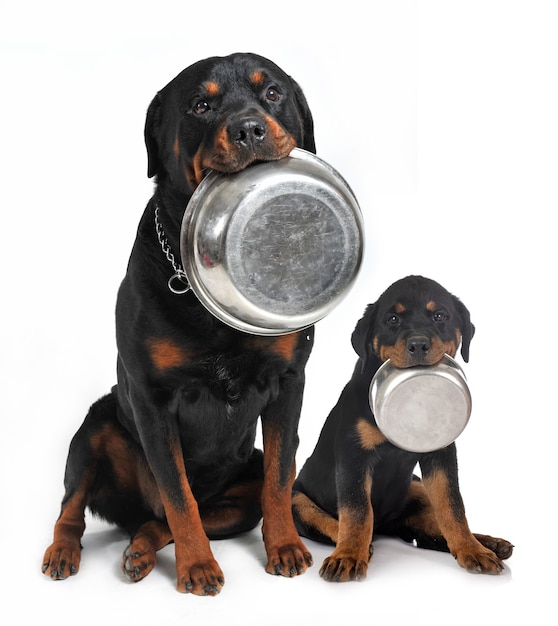 Rottweilers carrying his aluminium bowl in his mouth