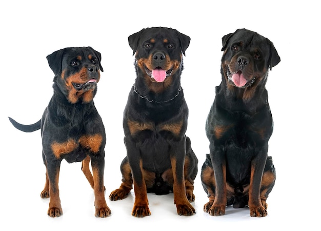 rottweilers in de studio