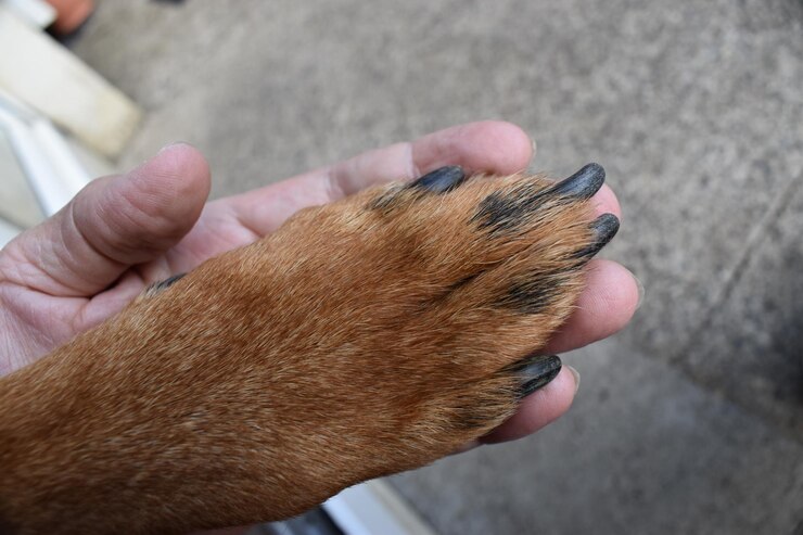 Foto rottweilers worden nu ook gebruikt als zoek- en reddingshonden, wachthonden en politiehonden.