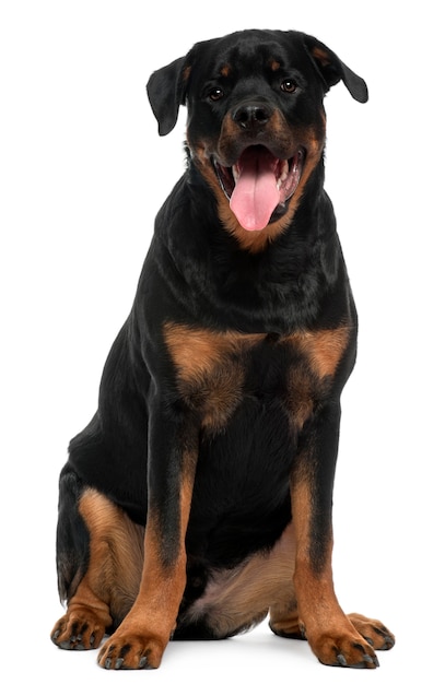 Rottweiller met 5 jaar oud. Geïsoleerd hondportret