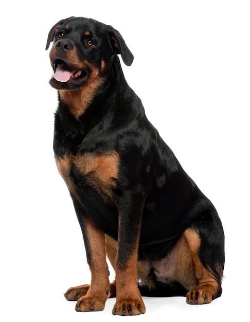 Rottweiller with 7 years old. Dog portrait isolated