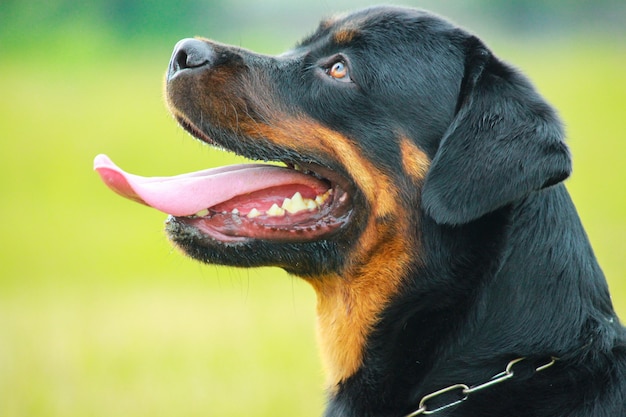 Фото rottweiller