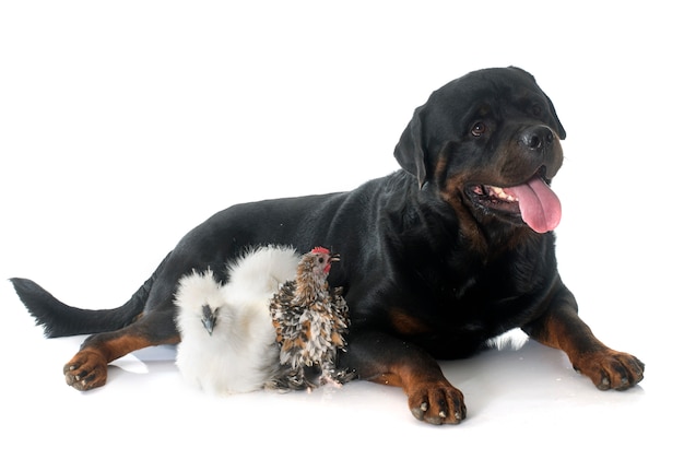 rotweiler and chicken