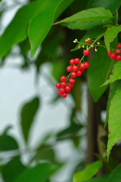 Photo rouge plant with blurry background