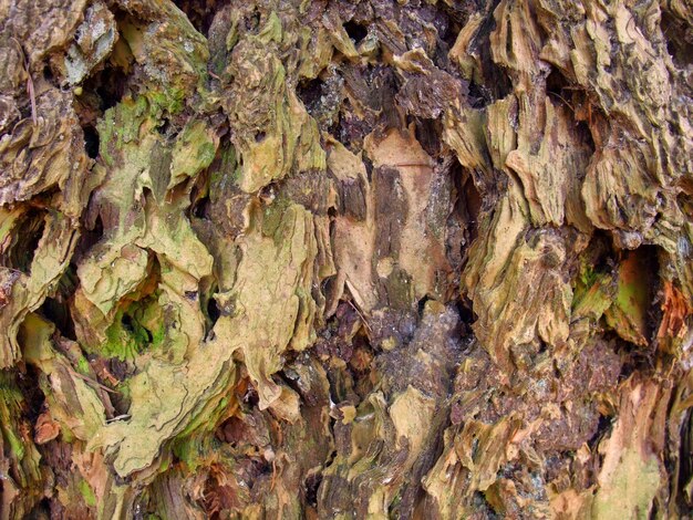 rough bark closeup