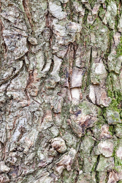 Rough bark on mature trunk of elm tree close up