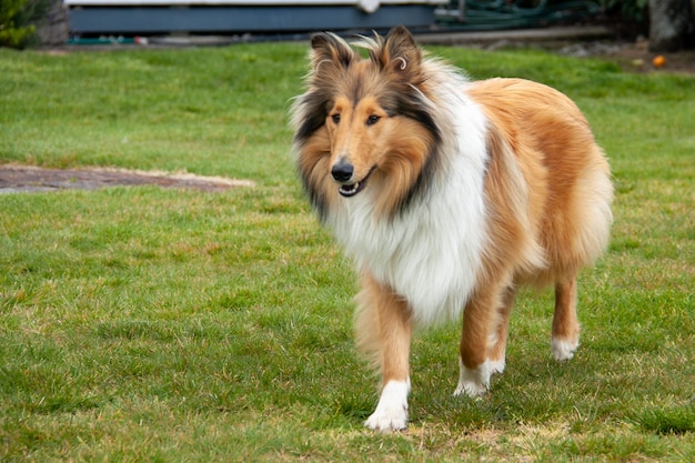 Rough Coated Black and Sable Collie staande op het gazon