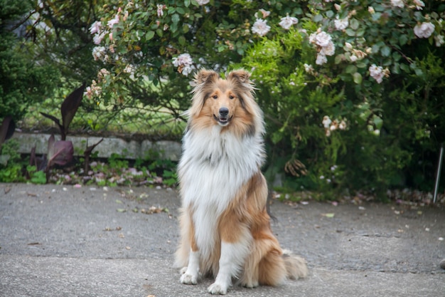 Rough Coated Black en sable Collie zittend op het betonnen pad