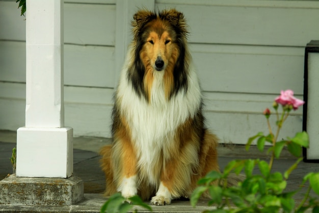 Photo rough coated black and sable collie sitting on the porch