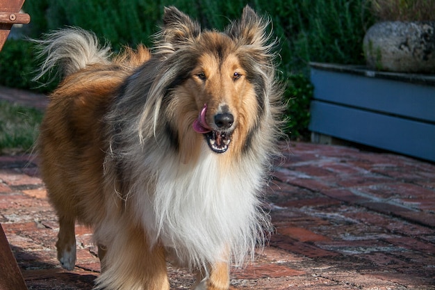 Rough Coated Black and sable Collie standing on the brick patio in the garden