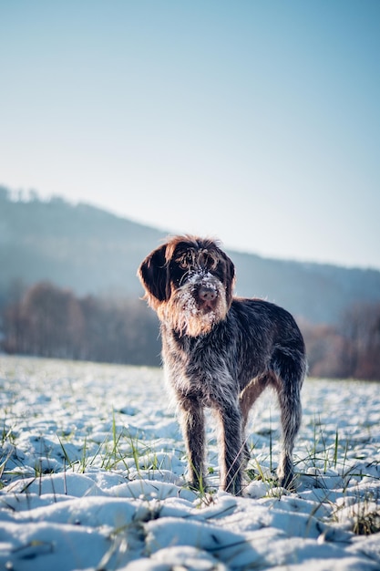 Photo rough-coated bohemian pointer in all its beauty in a snowy landscape standing hunting dog