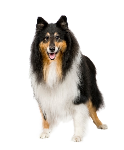 Rough Collie (9 years)