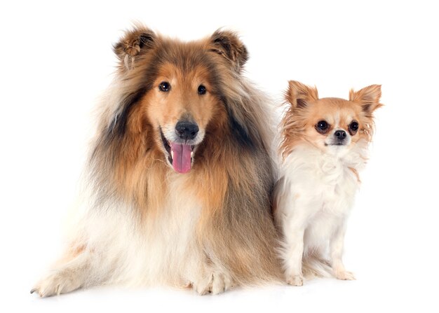 rough collie and chihuahua