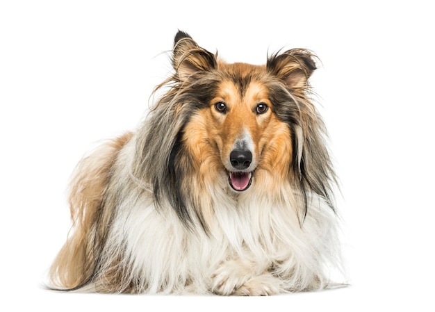 Rough collie cane sdraiato su sfondo bianco