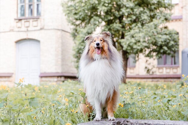The Rough Collie dog outdoor