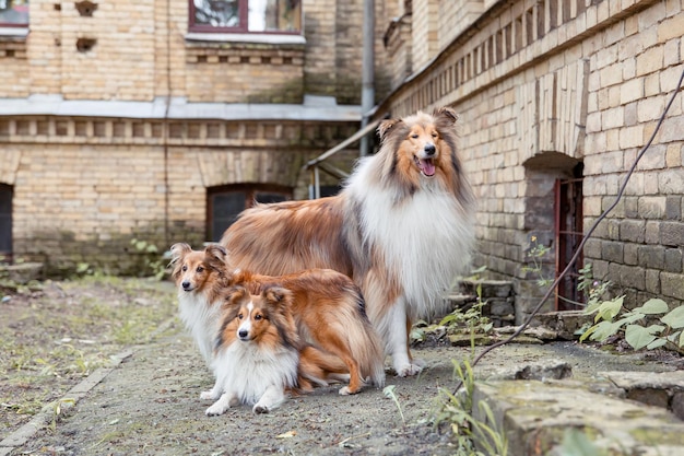 Rough Collie dog and Shetland Sheepdog dog together