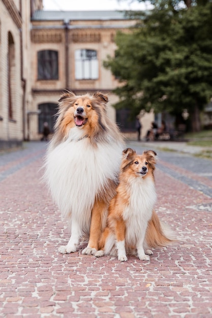 Rough Collie dog and Shetland Sheepdog dog together