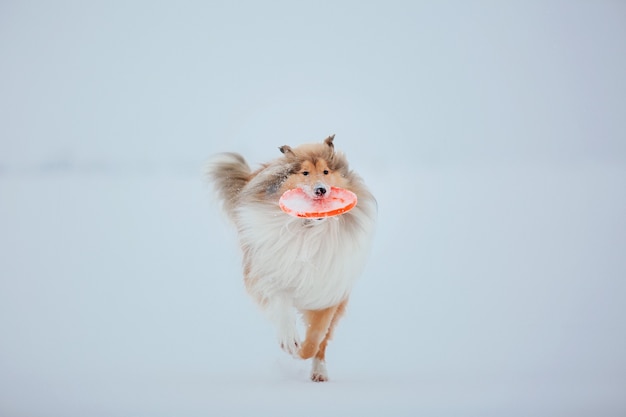 The Rough Collie dog in winter