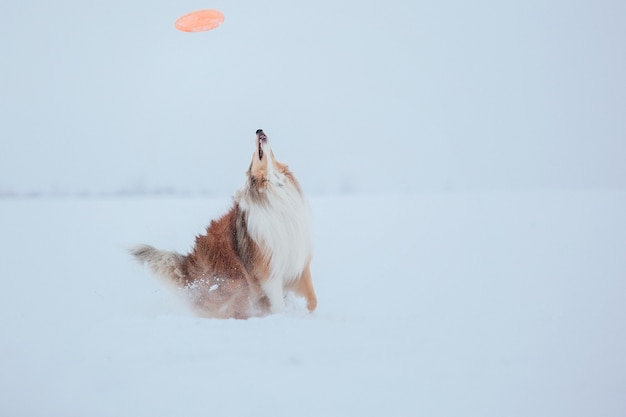 Photo the rough collie dog in winter