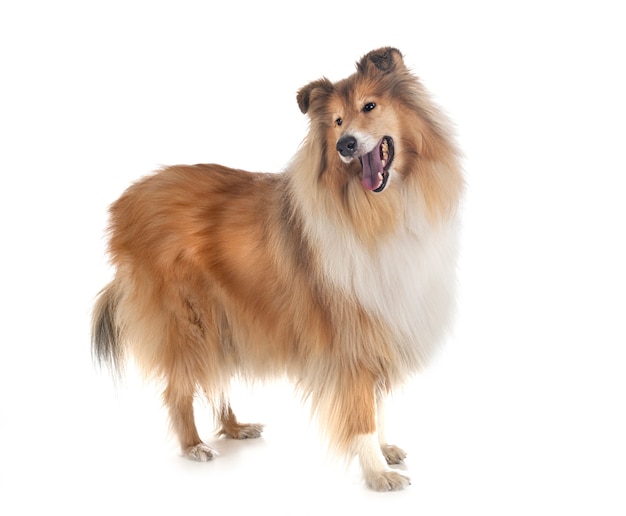 Rough Collie isolated