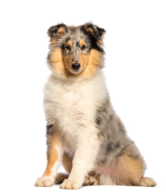 Rough Collie sitting in front of white background