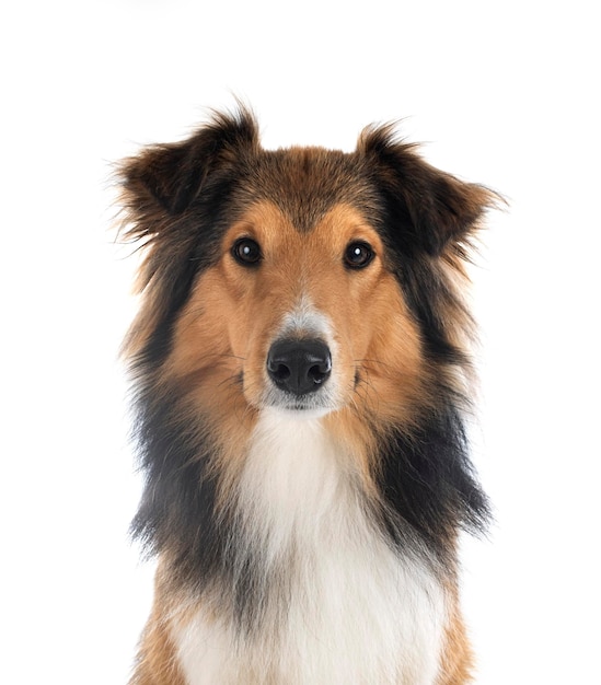 Rough collie in studio