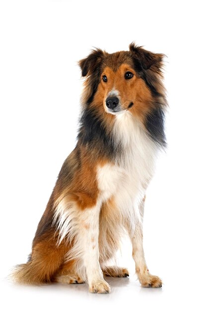 Rough collie in studio