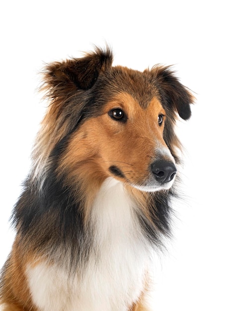 Rough collie in studio