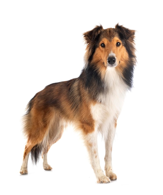 Rough collie in studio