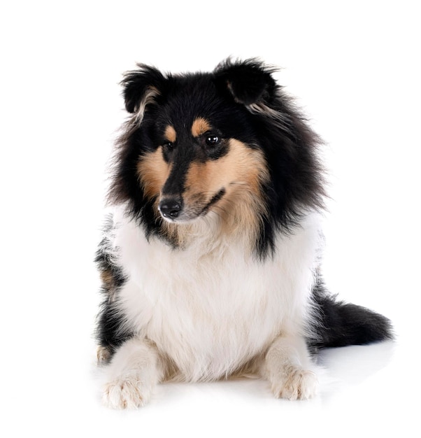 Rough collie in studio