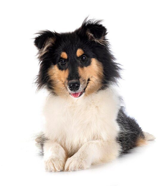 Rough collie in studio