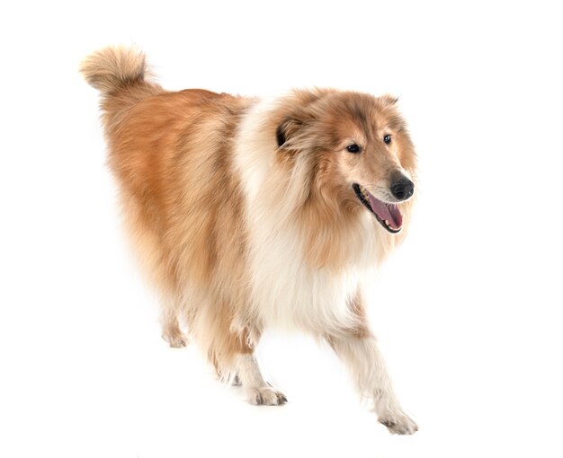 Rough Collie on white