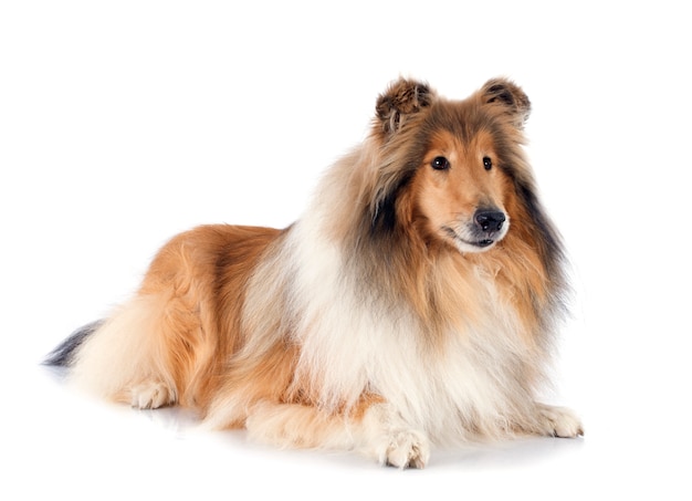 rough collie