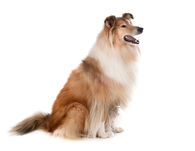 Rough Collie 