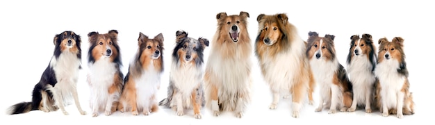 Rough Collies en shetland sheepdogs