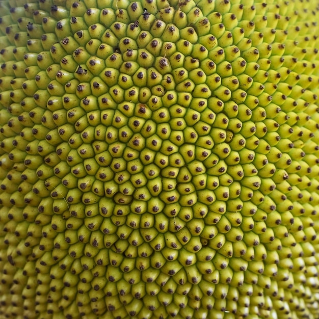 거친 녹색 질감 젊은 jackfruit 인기 있는 아시아 과일의 클로즈업