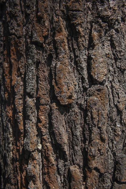 Rough surface of old tree, abstract background, wood texture 