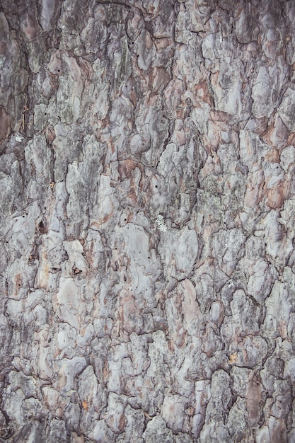 Photo rough texture of tree bark. natural background.