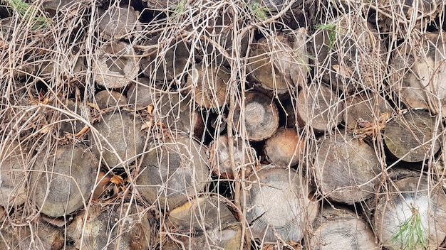 A rough wood surface with the ivy. pile of old sleeper train in\
abandoned place. firewoods stacked by the wall covered with\
ivy.