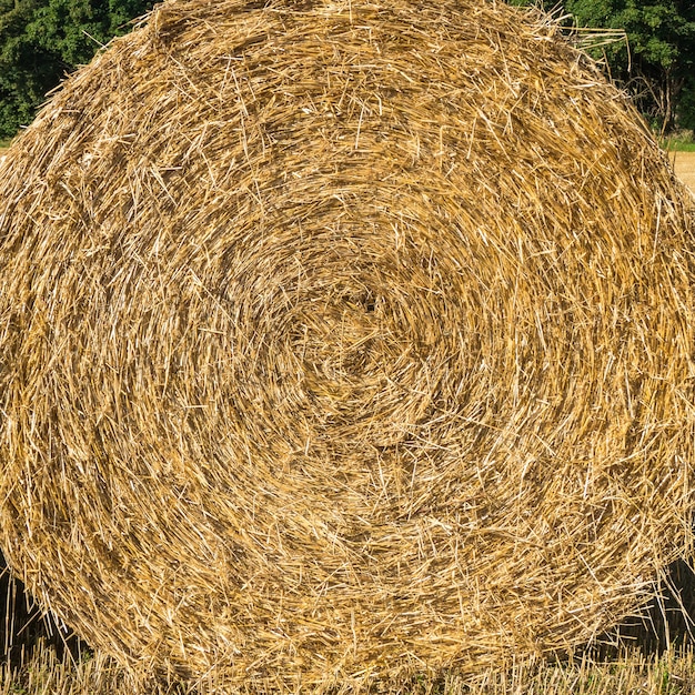 Foto balle rotonde di paglia su un campo smussato