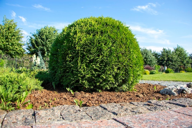 Photo round boxwood growing in the garden on the lawn near the lawn landscaping