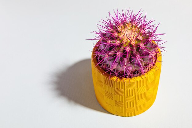 A round cactus with large purple thorns in a yellow pot