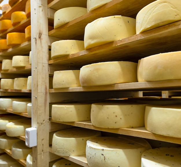 round cheese heads in the cheese factory lie on the shelves of the racks in the storage for maturation production of natural cheese food warehouse