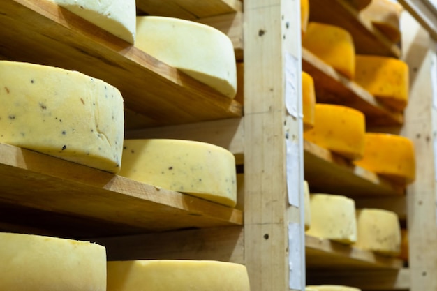 Round cheese heads in the cheese factory lie on the shelves of the racks in the storage for maturation Production of natural cheese food warehouse