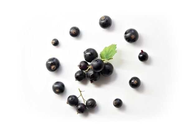 Photo round composition berries black currant on white top view