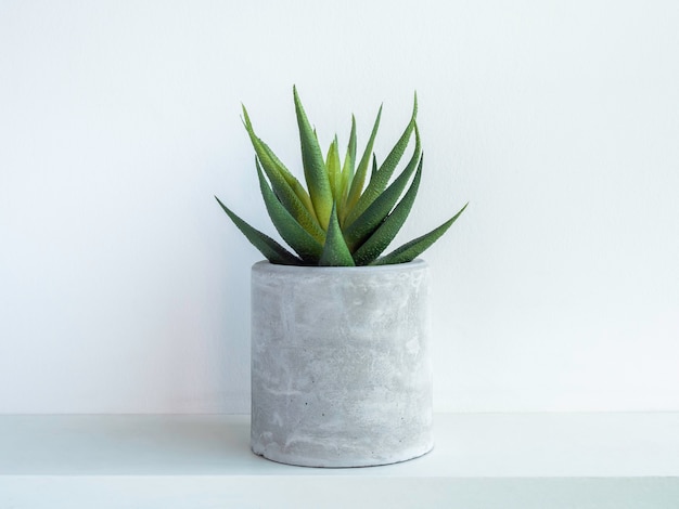 Round concrete plant pot with green succulent plant on white wooden shelf isolated on white wall. Small DIY cement planter for cactus, succulents or flowers.