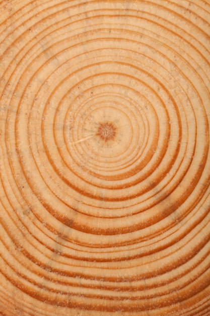 Round cut of tree on  background,close up