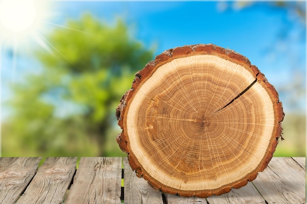 Round cut of tree on nature background